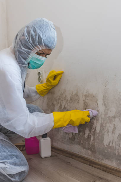 Best Air Quality Testing for Mold Spores  in Daphne, AL
