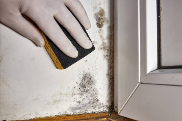 Best Emergency Mold Remediation  in Daphne, AL